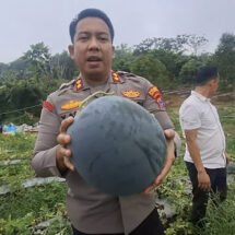Polres Balangan Panen Semangka di Lahan Binaan, Kapolres : Ini Wujud Dukungan Kita Pada Ketahanan Pangan Nasional